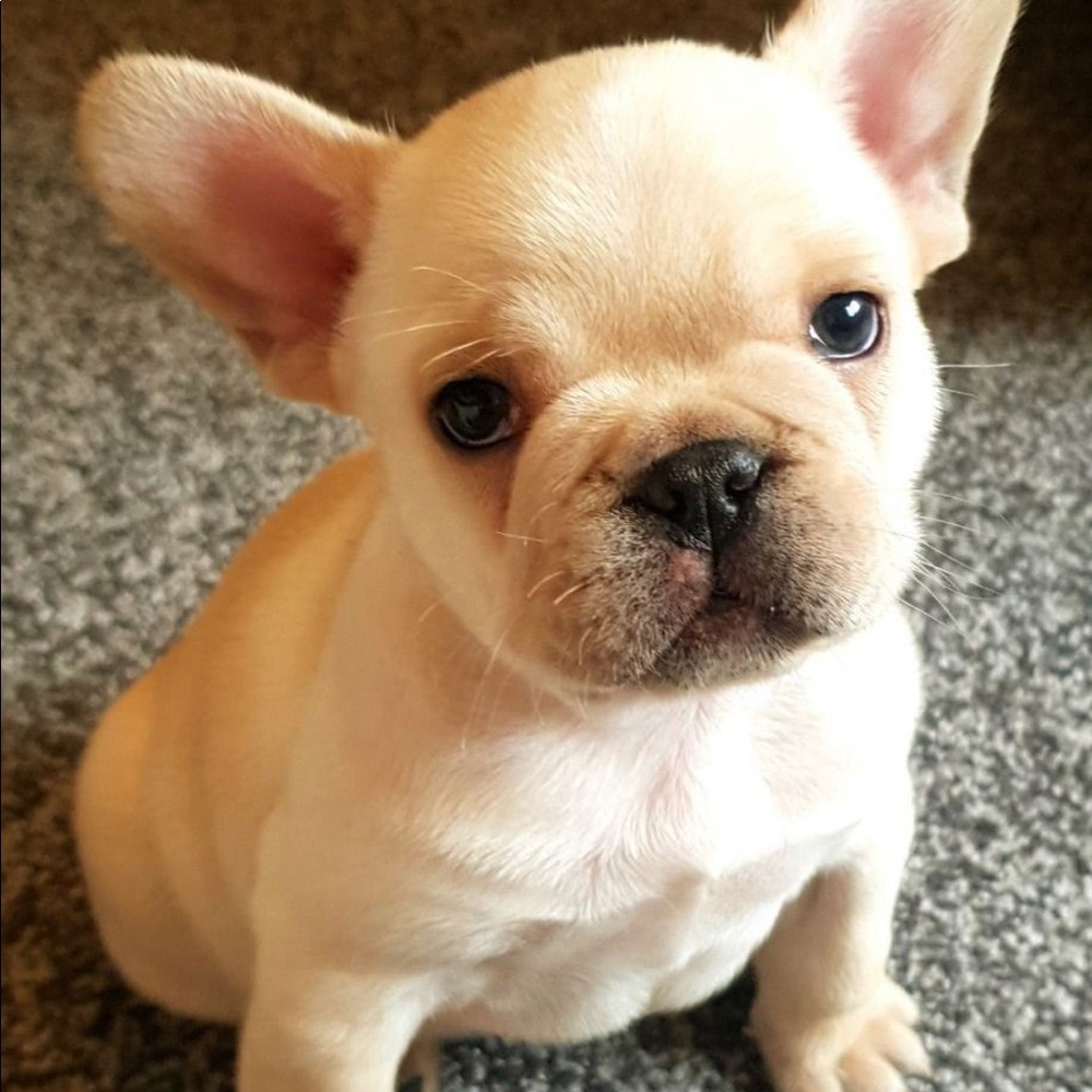 Meet your Posher, Char